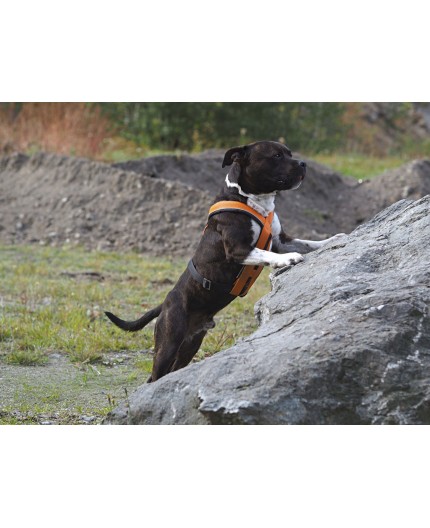 Harnais pour chien cross sportiv plus